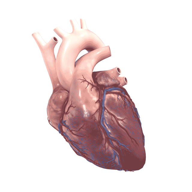interact with a human heart inside a fully digital environment